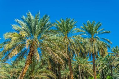 Al Ain, Bae'de UNESCO'ya kayıtlı vahanın görünümü