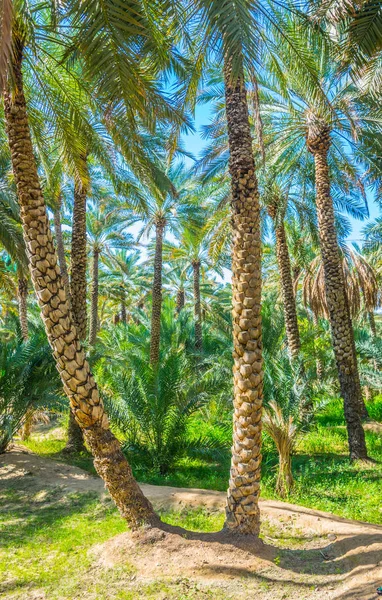 Utsikt över UNESCO-listade Oasis i Al Ain, UAE — Stockfoto