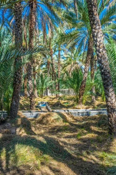 View of the unesco enlisted oasis in Al Ain, UAE — Stock Photo, Image