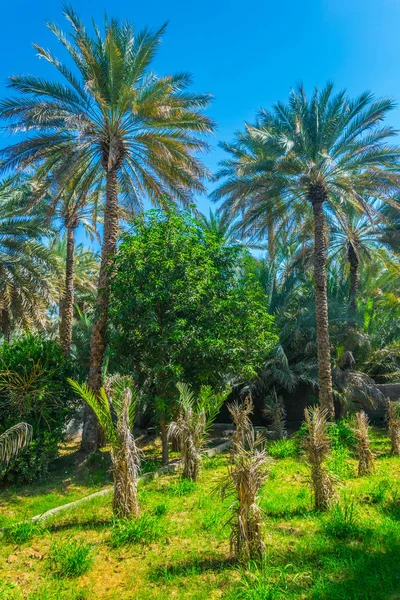 Вид на "ЮНЕСКО" оази в Аль-Айн, ОАЕ — стокове фото