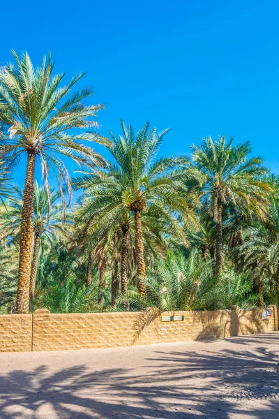 Utsikt över UNESCO-listade Oasis i Al Ain, UAE — Stockfoto