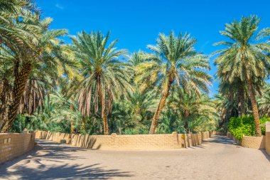 Al Ain, Bae'de UNESCO'ya kayıtlı vahanın görünümü