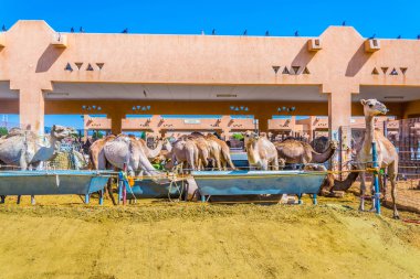 Al Ain'in deve pazarında bir kafeste esaret altında tutulan develer. Develer daha çok ulaşım ve deve yarışı için kullanılır..