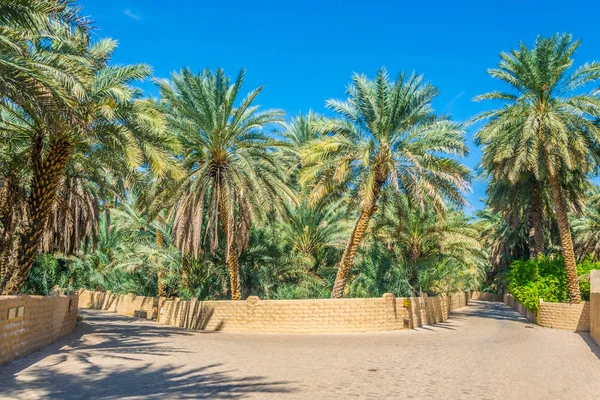 Utsikt över UNESCO-listade Oasis i Al Ain, UAE — Stockfoto