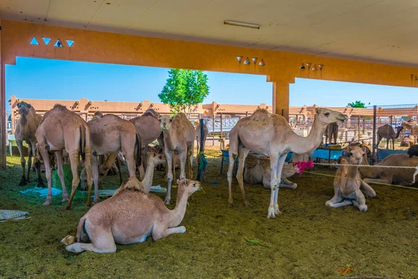 Kamelen in gevangenschap gehouden in een kooi in de kamelenmarkt van Al Ain. Kamelen worden voornamelijk gebruikt voor transport en voor kamelenraces. — Stockfoto