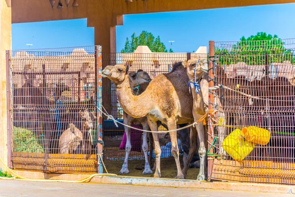 Camellos en cautiverio en una jaula en el mercado de camellos de Al Ain. Los camellos se utilizan principalmente para el transporte y para las carreras de camellos . — Foto de Stock