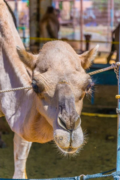 Kamelen in gevangenschap gehouden in een kooi in de kamelenmarkt van Al Ain. Kamelen worden voornamelijk gebruikt voor transport en voor kamelenraces. — Stockfoto