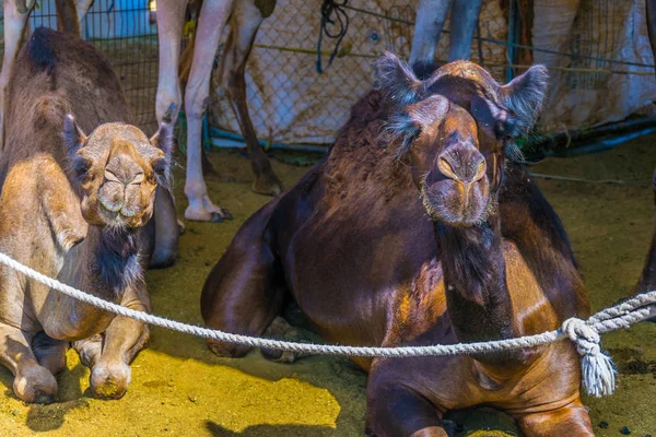 Kamelen in gevangenschap gehouden in een kooi in de kamelenmarkt van Al Ain. Kamelen worden voornamelijk gebruikt voor transport en voor kamelenraces. — Stockfoto