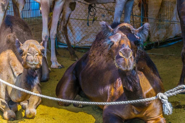 Kamelen in gevangenschap gehouden in een kooi in de kamelenmarkt van Al Ain. Kamelen worden voornamelijk gebruikt voor transport en voor kamelenraces. — Stockfoto