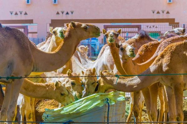 Camellos en cautiverio en una jaula en el mercado de camellos de Al Ain. Los camellos se utilizan principalmente para el transporte y para las carreras de camellos . — Foto de Stock
