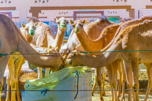 Camellos en cautiverio en una jaula en el mercado de camellos de Al Ain. Los camellos se utilizan principalmente para el transporte y para las carreras de camellos . — Foto de Stock
