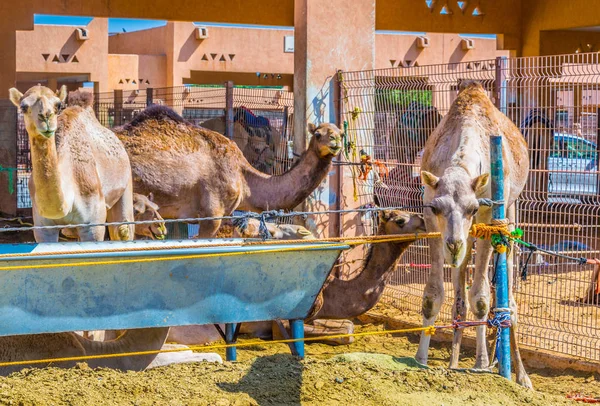 Kamelen in gevangenschap gehouden in een kooi in de kamelenmarkt van Al Ain. Kamelen worden voornamelijk gebruikt voor transport en voor kamelenraces. — Stockfoto