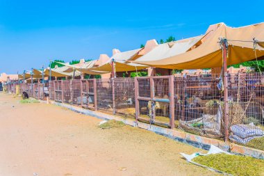 view of a camel market in Al Ain, UAE clipart