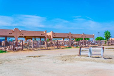 Al Ain, Bae bir deve pazarının görünümü