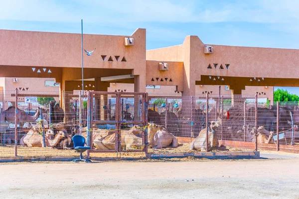 Uitzicht op een kamelenmarkt in Al Ain, VAE — Stockfoto