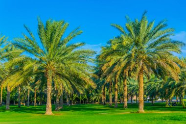 Gün batımını izleyen yerel aileler için popüler bir nokta olan Hili arkeoloji parkının manzarası