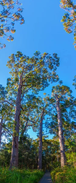 Avustralya Nın Devler Vadisinde Antik Bir Karıncalanma Ormanı — Stok fotoğraf