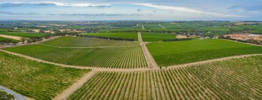 Avustralya 'daki McLaren Vale' deki üzüm bağlarının hava manzarası