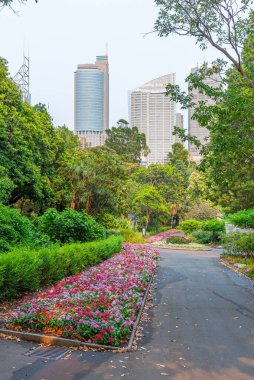 Avustralya 'daki Sydney Botanik Bahçesi