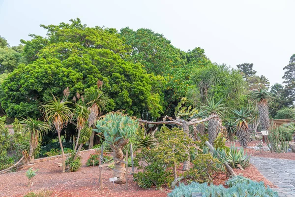 Sydney Botanisk Trädgård Australien — Stockfoto