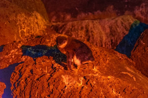 Gece Boyunca Kilda Avustralya Mavi Penguenler — Stok fotoğraf