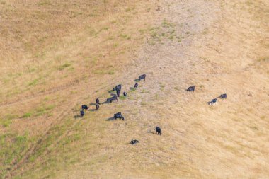 Colac, Avustralya yakınlarındaki Kızıl Kaya rezervinin içinde otlayan inekler.