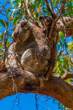 Avustralya 'daki Great Otway Ulusal Parkı' nın dallarında anne ve bebek koala.