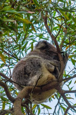 Koala, Avustralya 'daki Tower Hill vahşi yaşam koruma alanındaki bir ağacın dallarında uyuyor.