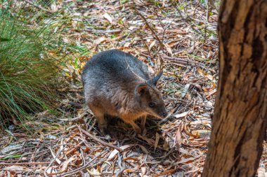 Adelaide, Avustralya yakınlarındaki Cleland vahşi yaşam parkında valabi.