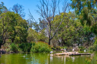 Adelaide, Avustralya yakınlarındaki Cleland vahşi yaşam parkındaki pelikanlar.