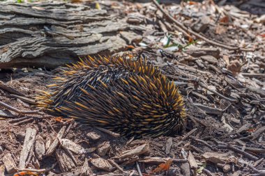Echidnas, Avustralya Adelaide yakınlarındaki Cleland vahşi yaşam parkında.