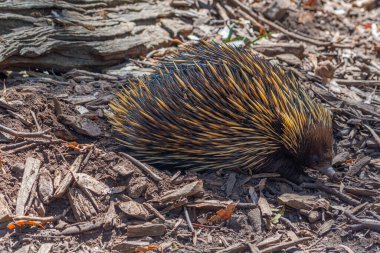 Echidnas, Avustralya Adelaide yakınlarındaki Cleland vahşi yaşam parkında.