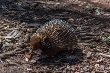 Echidnas, Avustralya Adelaide yakınlarındaki Cleland vahşi yaşam parkında.