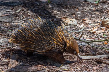 Echidnas, Avustralya Adelaide yakınlarındaki Cleland vahşi yaşam parkında.