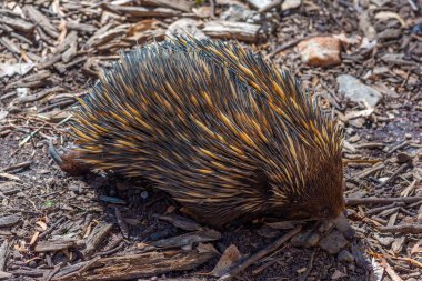 Echidnas, Avustralya Adelaide yakınlarındaki Cleland vahşi yaşam parkında.