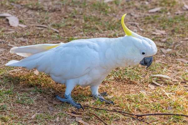 オーストラリアのローンにある海浜公園の白いカッカトゥー — ストック写真