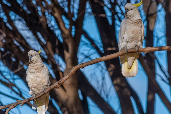 White Cuckatoo Пляжному Парку Лорні Австралія — стокове фото