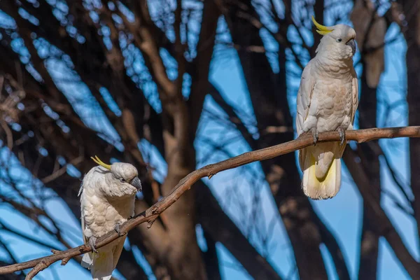 White Cuckatoo Пляжному Парку Лорні Австралія — стокове фото