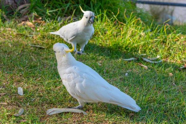 White Cuckatoo Beachside Park Lorne Australia — Stock Photo, Image