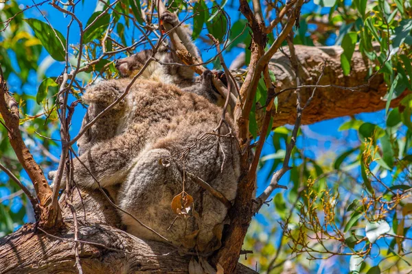 Mãe Bebê Coala Filiais Parque Nacional Great Otway Austrália — Fotografia de Stock