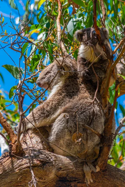 Moeder Baby Koala Takken Van Great Otway National Park Australië — Stockfoto
