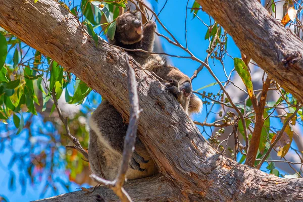 Madre Bebé Koala Las Ramas Del Parque Nacional Great Otway — Foto de Stock