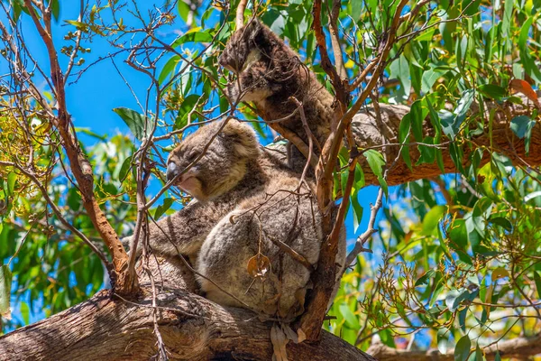 Mãe Bebê Coala Filiais Parque Nacional Great Otway Austrália — Fotografia de Stock