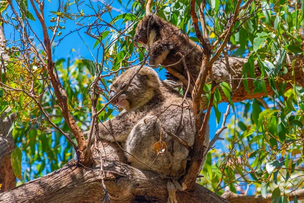 Mãe Bebê Coala Filiais Parque Nacional Great Otway Austrália — Fotografia de Stock