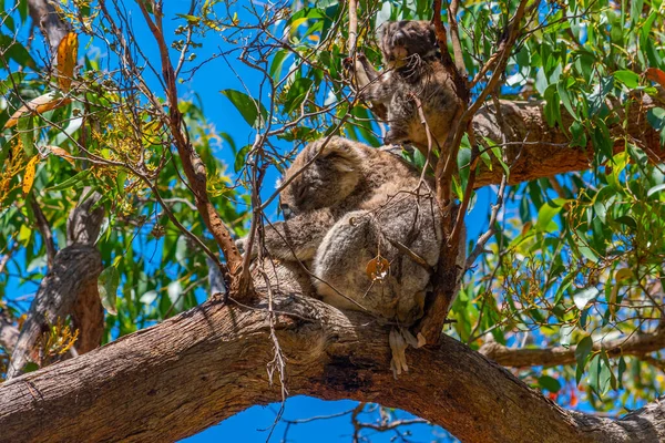 Anya Baba Koala Ausztrál Great Otway Nemzeti Park Ágaiban — Stock Fotó