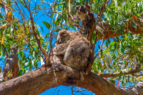 Koala Madre Bambino Nei Rami Del Great Otway National Park — Foto Stock