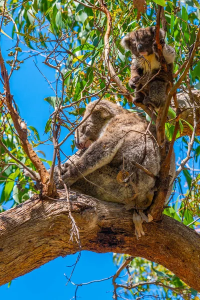 Madre Bebé Koala Las Ramas Del Parque Nacional Great Otway — Foto de Stock