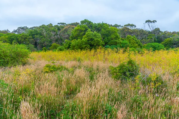 Vista Zona Húmida Reserva Vida Selvagem Tower Hill Austrália — Fotografia de Stock