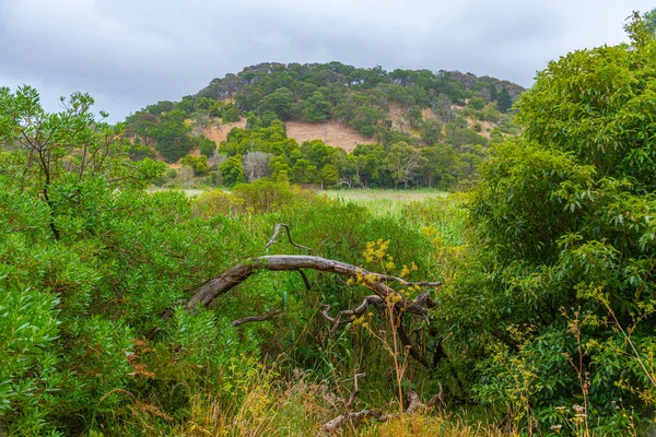 Vista Della Zona Umida Della Riserva Naturale Tower Hill Australia — Foto Stock