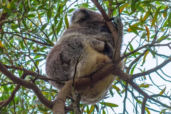 Koala Κοιμάται Κλαδιά Ενός Δέντρου Στο Καταφύγιο Άγριας Ζωής Tower — Φωτογραφία Αρχείου